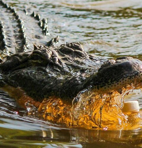 Un homme de 53 ans attaqué et tué par un crocodile en Indonésie