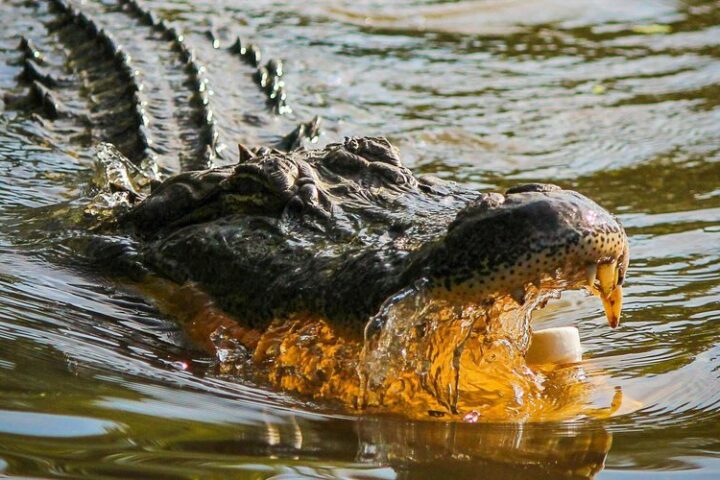 Un homme de 53 ans attaqué et tué par un crocodile en Indonésie