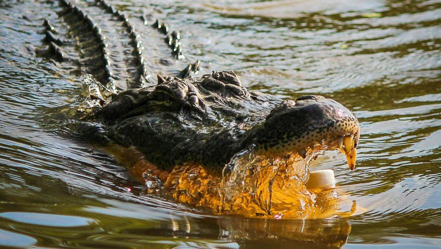Un homme de 53 ans attaqué et tué par un crocodile en Indonésie