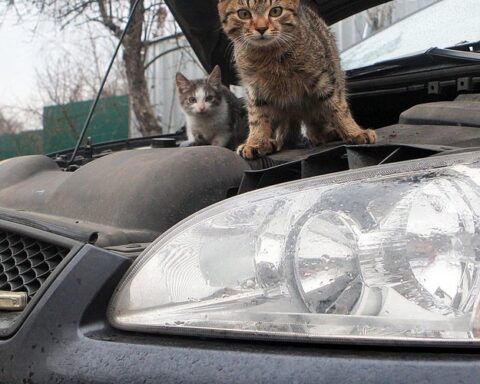 "Un homme parcourt 500 km avec un chaton coincé dans le moteur de sa voiture"