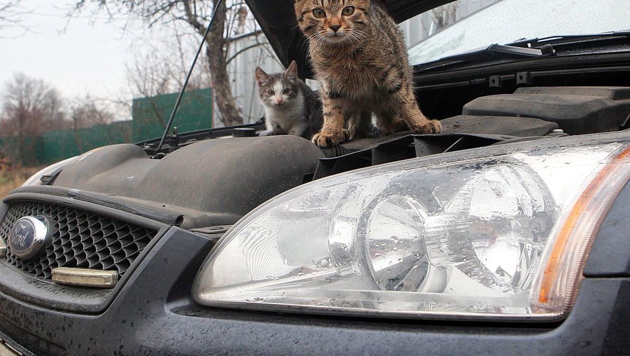 "Un homme parcourt 500 km avec un chaton coincé dans le moteur de sa voiture"