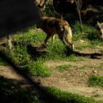 Un loup abattu en Aveyron après plusieurs attaques de troupeaux de moutons