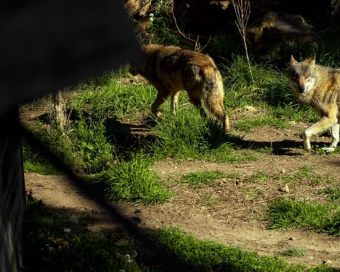 Un loup abattu en Aveyron après plusieurs attaques de troupeaux de moutons