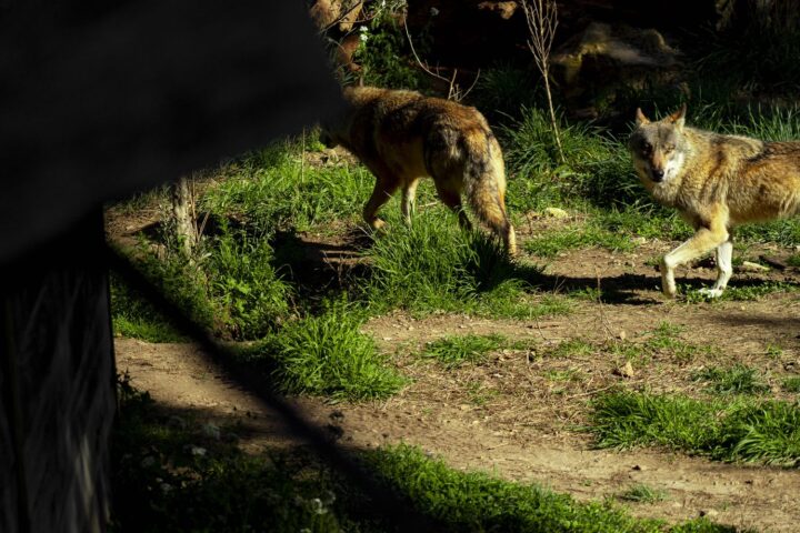 Un loup abattu en Aveyron après plusieurs attaques de troupeaux de moutons