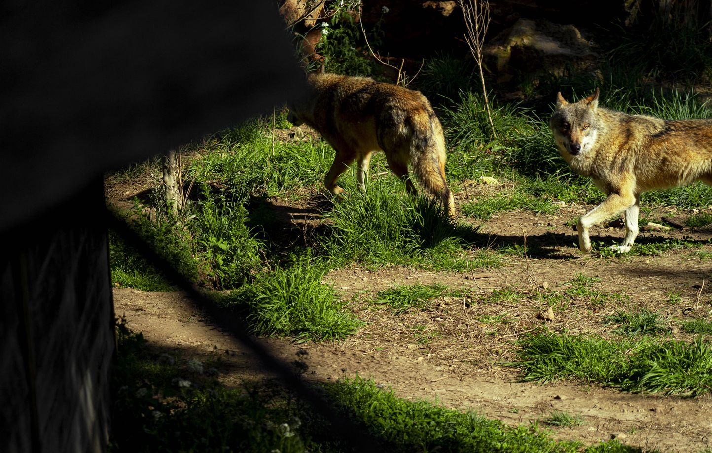 Un loup abattu en Aveyron après plusieurs attaques de troupeaux de moutons