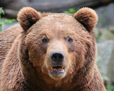 Un randonneur tué par un ours brun sur l'île de Hokkaido au Japon