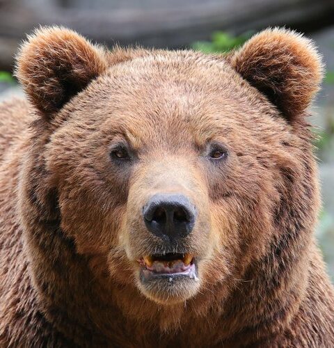 Un randonneur tué par un ours brun sur l'île de Hokkaido au Japon