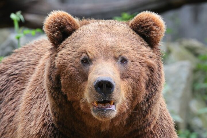 Un randonneur tué par un ours brun sur l'île de Hokkaido au Japon