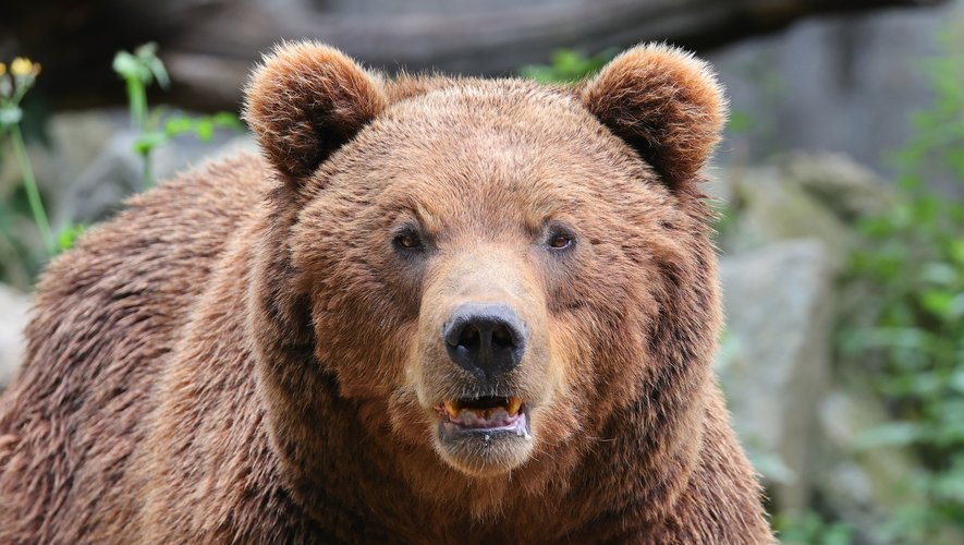Un randonneur tué par un ours brun sur l'île de Hokkaido au Japon