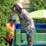 Un travailleur saisonnier de 61 ans meurt d'un coup de chaleur à Alcarràs, Espagne, sous 41°C