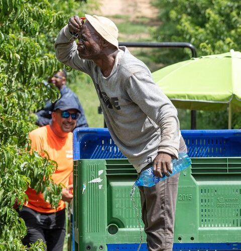 Un travailleur saisonnier de 61 ans meurt d'un coup de chaleur à Alcarràs, Espagne, sous 41°C