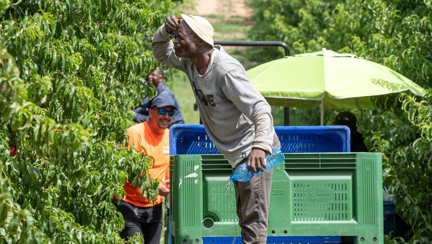 Un travailleur saisonnier de 61 ans meurt d'un coup de chaleur à Alcarràs, Espagne, sous 41°C