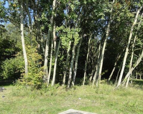 Une fillette de 11 ans sauve un enfant de 5 ans tombé dans un puits de 6 mètres au Massachusetts