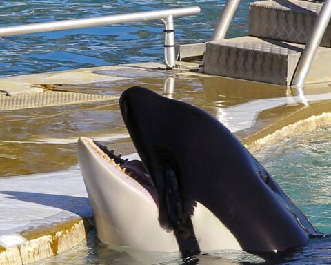 Une ONG accuse Marineland d'Antibes de stimuler sexuellement une orque pour le commerce du sperme