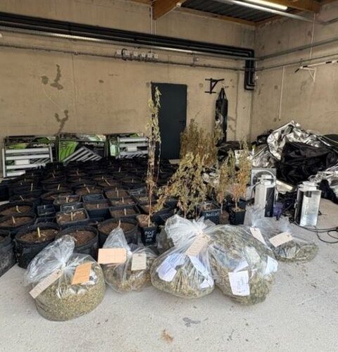 Une savonnerie artisanale dissimulait une plantation de cannabis.
