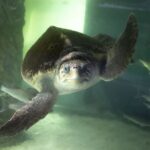 Une tortue pond des œufs sur la plage, le festival de musique change de lieu
