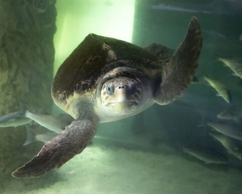 Une tortue pond des œufs sur la plage, le festival de musique change de lieu