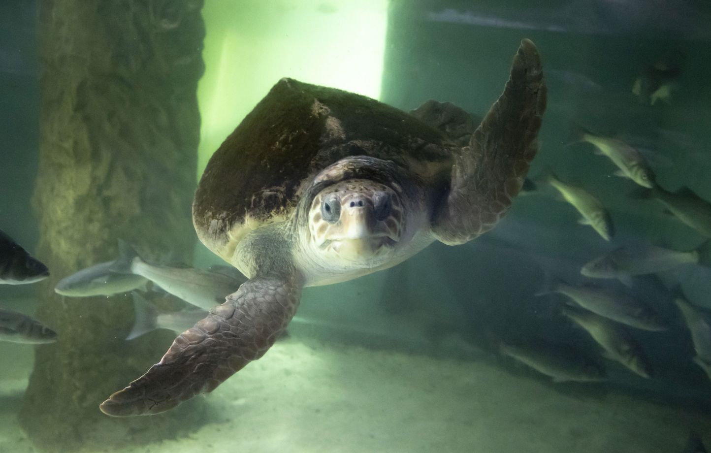 Une tortue pond des œufs sur la plage, le festival de musique change de lieu