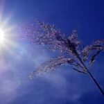 Vigilance orange pour canicule : quels départements sont impactés ? Pendant que la France endure, ce voisin recrute massivement.