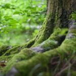 800.000 arbres déjà plantés pour la future forêt de Maubuisson dans le Val-d’Oise