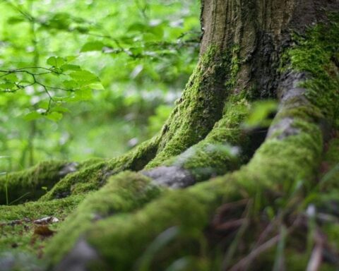 800.000 arbres déjà plantés pour la future forêt de Maubuisson dans le Val-d’Oise