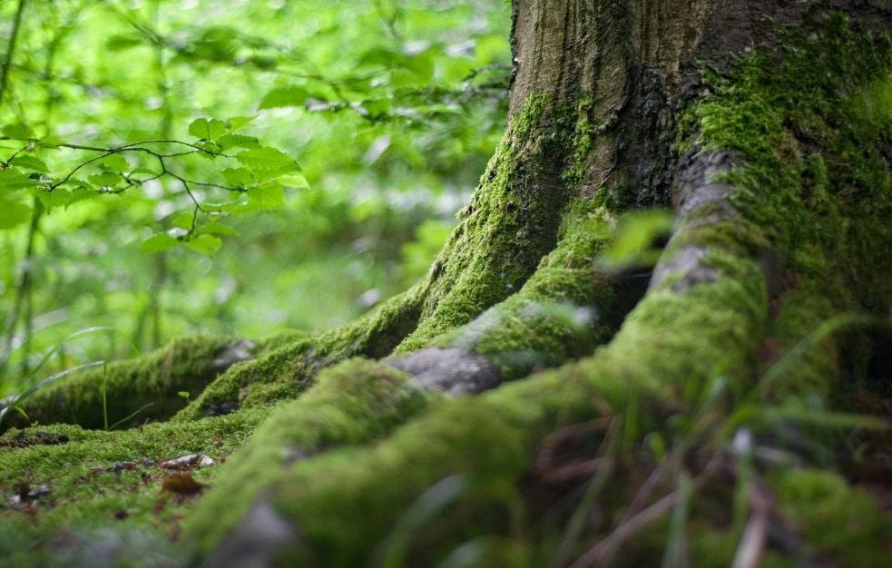 800.000 arbres déjà plantés pour la future forêt de Maubuisson dans le Val-d’Oise