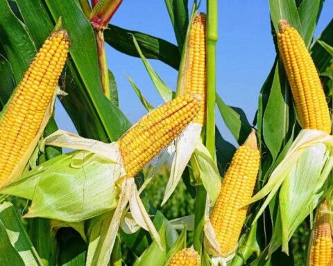 L’Europe renforce ses importations de maïs ukrainien face à la sécheresse