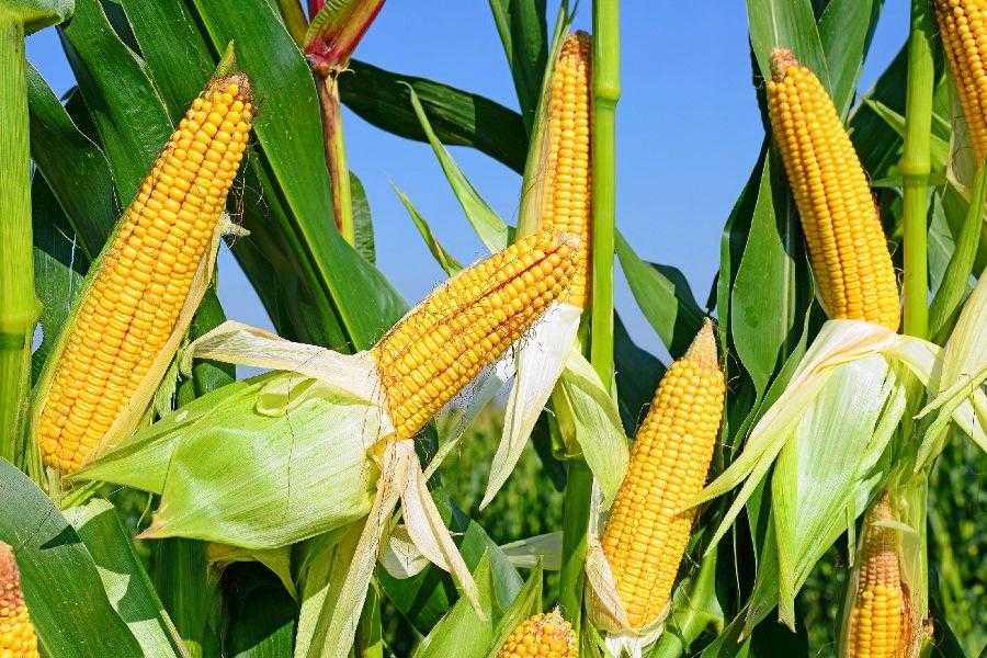 L’Europe renforce ses importations de maïs ukrainien face à la sécheresse