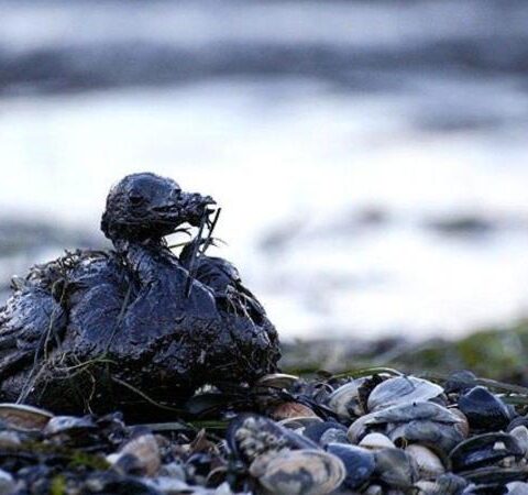 Pollution pétrolier dissimulé dans la baie de Kola