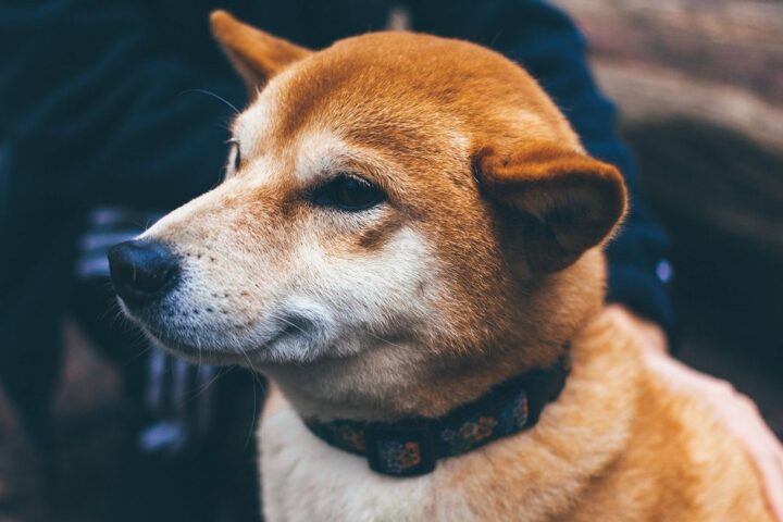 CleanCore conclut un accord de 175 millions de dollars pour établir un trésor en dogecoin, ses actions chutent de 60 %