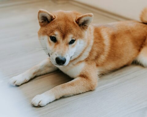 CleanCore Solutions augmente de 38 % après l'achat de 285 420 dogecoins pour 68 millions de dollars