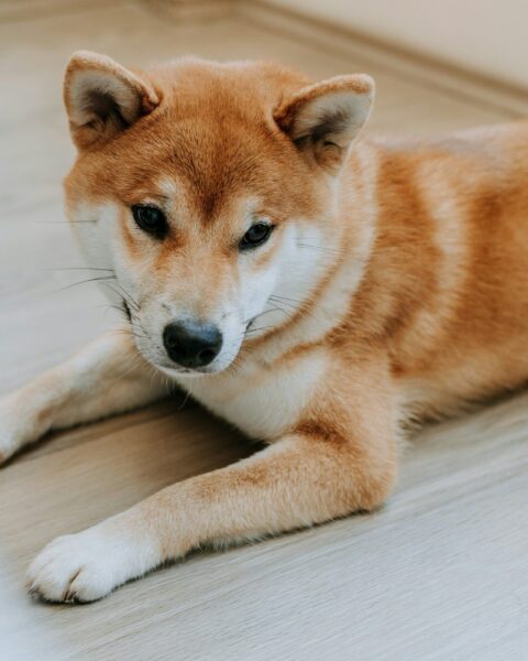 CleanCore Solutions augmente de 38 % après l'achat de 285 420 dogecoins pour 68 millions de dollars
