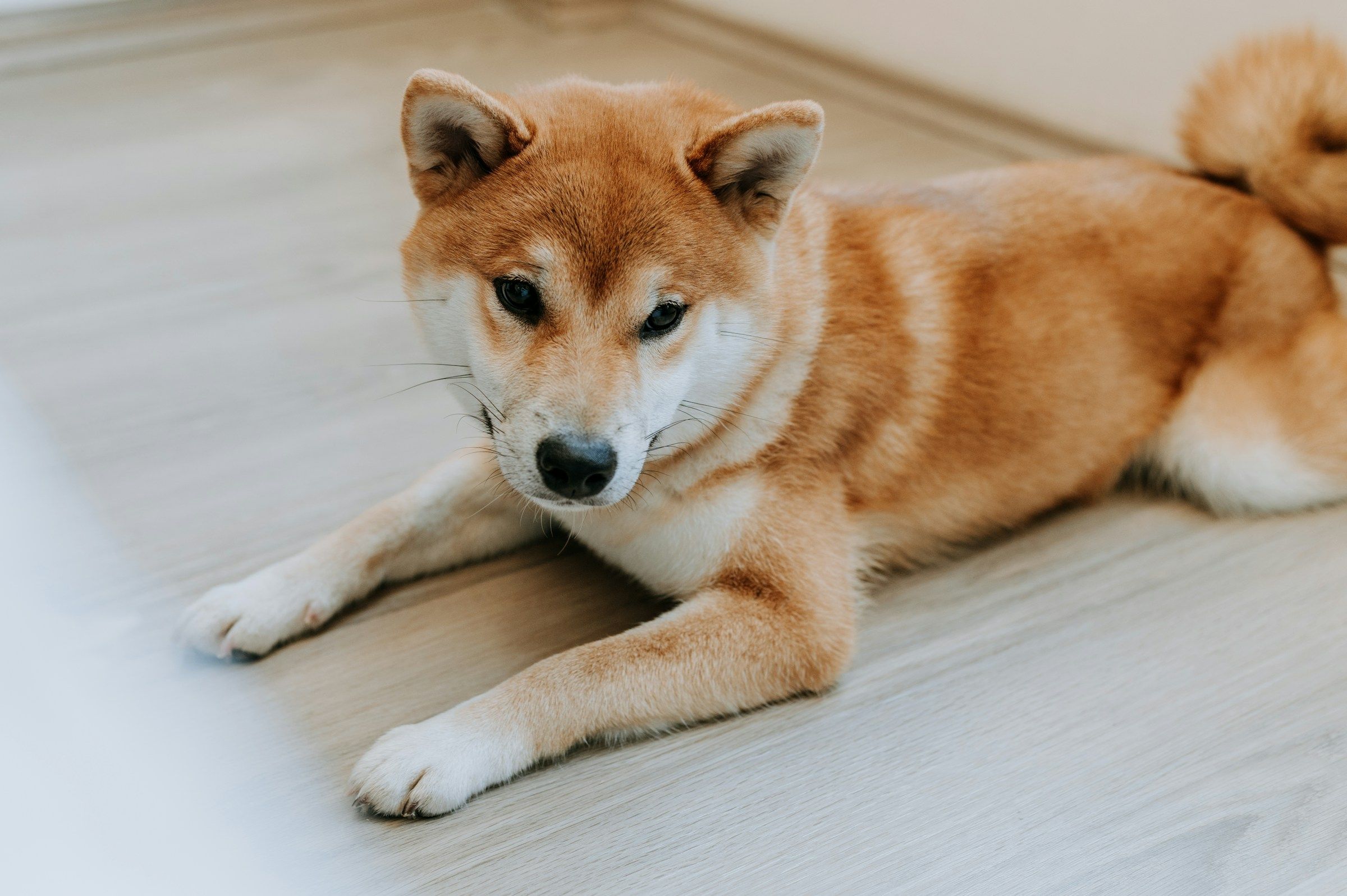 CleanCore Solutions augmente de 38 % après l'achat de 285 420 dogecoins pour 68 millions de dollars
