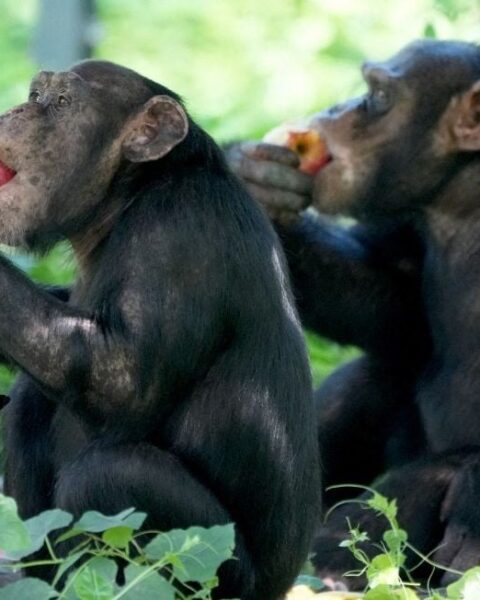 Des chimpanzés consomment quotidiennement de l’alcool en Afrique, selon une étude