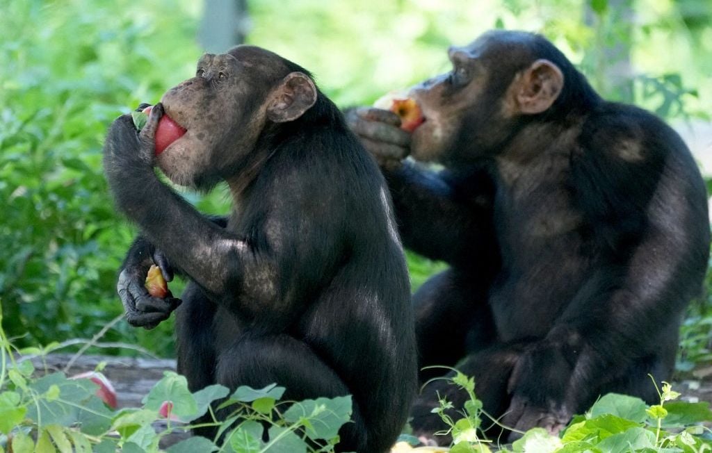 Des chimpanzés consomment quotidiennement de l’alcool en Afrique, selon une étude
