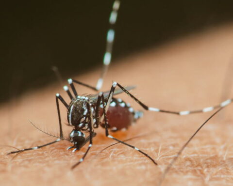 Efficacité des lâchers de moustiques contre la dengue et le chikungunya : une évaluation incertaine en France