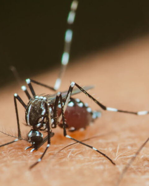 Efficacité des lâchers de moustiques contre la dengue et le chikungunya : une évaluation incertaine en France