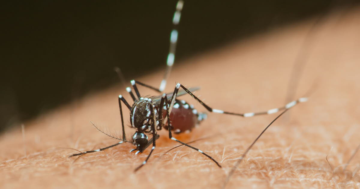Efficacité des lâchers de moustiques contre la dengue et le chikungunya : une évaluation incertaine en France