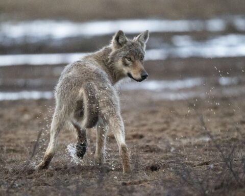 La France facilite l'abattage des loups par les éleveurs en cas d'attaque des troupeaux
