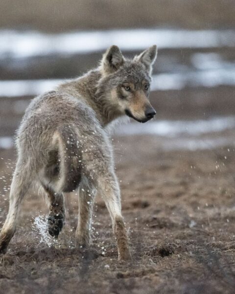La France facilite l'abattage des loups par les éleveurs en cas d'attaque des troupeaux