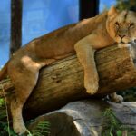L'abattage d'animaux sains dans les zoos français soulève des préoccupations éthiques