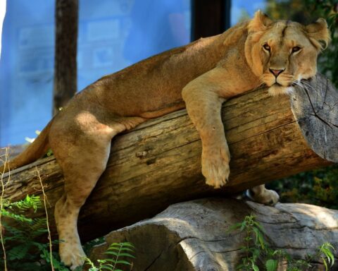 L'abattage d'animaux sains dans les zoos français soulève des préoccupations éthiques