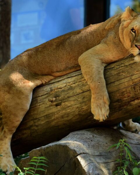 L'abattage d'animaux sains dans les zoos français soulève des préoccupations éthiques