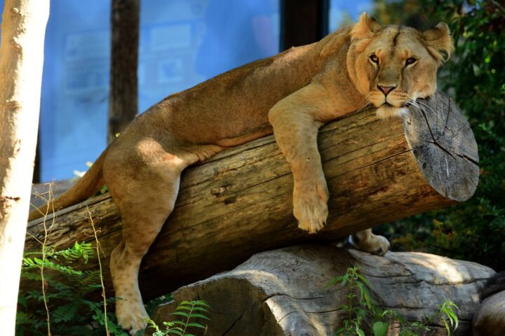 L'abattage d'animaux sains dans les zoos français soulève des préoccupations éthiques