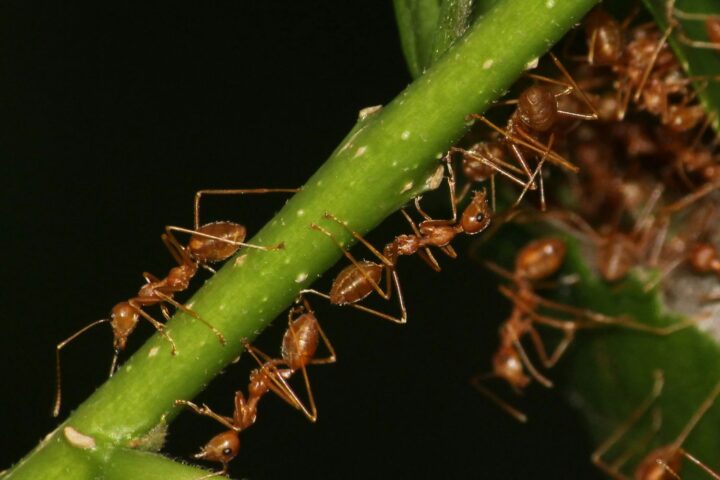 L’acétamipride ne sera plus commercialisé comme biocide en Europe à partir de 2027