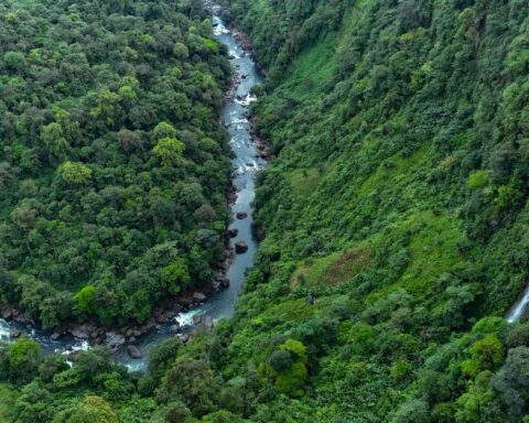 L'Amérique latine, région la plus meurtrière pour les défenseurs de l'environnement en 2024