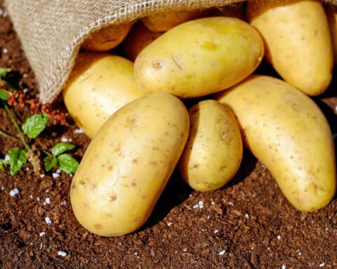 Le prix des pommes de terre s'effondre en raison d'une récolte record.