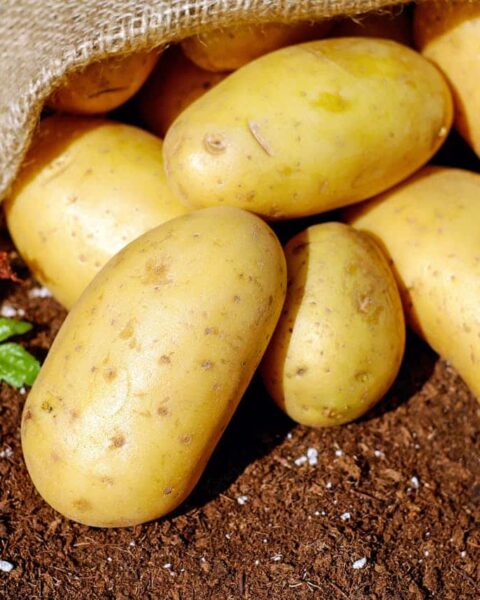 Le prix des pommes de terre s'effondre en raison d'une récolte record.