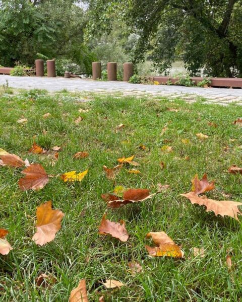 Les arbres perdent leurs feuilles un mois en avance : un signe alarmant du réchauffement climatique en France