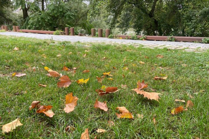 Les arbres perdent leurs feuilles un mois en avance : un signe alarmant du réchauffement climatique en France